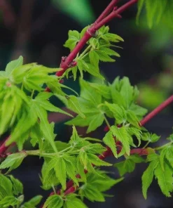 Winter Flame Japanese Maple Tree - Live Plant 1 Gallon Container - Dwarf Coral Bark Acer palmatum 'Winter Flame' Outdoor Tree, Zones 6-9 - Image 3