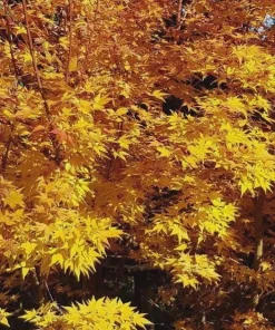 Winter Flame Japanese Maple Tree - Live Plant 1 Gallon Container - Dwarf Coral Bark Acer palmatum 'Winter Flame' Outdoor Tree, Zones 6-9 - Image 4