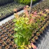 Winter Flame Japanese Maple Tree - Live Plant 1 Gallon Container - Dwarf Coral Bark Acer palmatum 'Winter Flame' Outdoor Tree, Zones 6-9 - Image 1