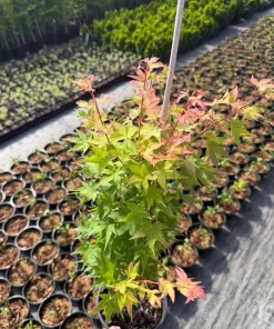 Winter Flame Japanese Maple Tree - Live Plant 1 Gallon Container - Dwarf Coral Bark Acer palmatum 'Winter Flame' Outdoor Tree, Zones 6-9 - Image 1