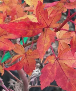 Winter Flame Japanese Maple Tree - Live Plant 1 Gallon Container - Dwarf Coral Bark Acer palmatum 'Winter Flame' Outdoor Tree, Zones 6-9 - Image 5