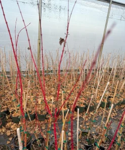 Winter Flame Japanese Maple Tree - Live Plant 1 Gallon Container - Dwarf Coral Bark Acer palmatum 'Winter Flame' Outdoor Tree, Zones 6-9 - Image 6