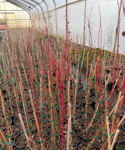 Winter Flame Japanese Maple Tree - Live Plant 1 Gallon Container - Dwarf Coral Bark Acer palmatum 'Winter Flame' Outdoor Tree, Zones 6-9 - Image 7
