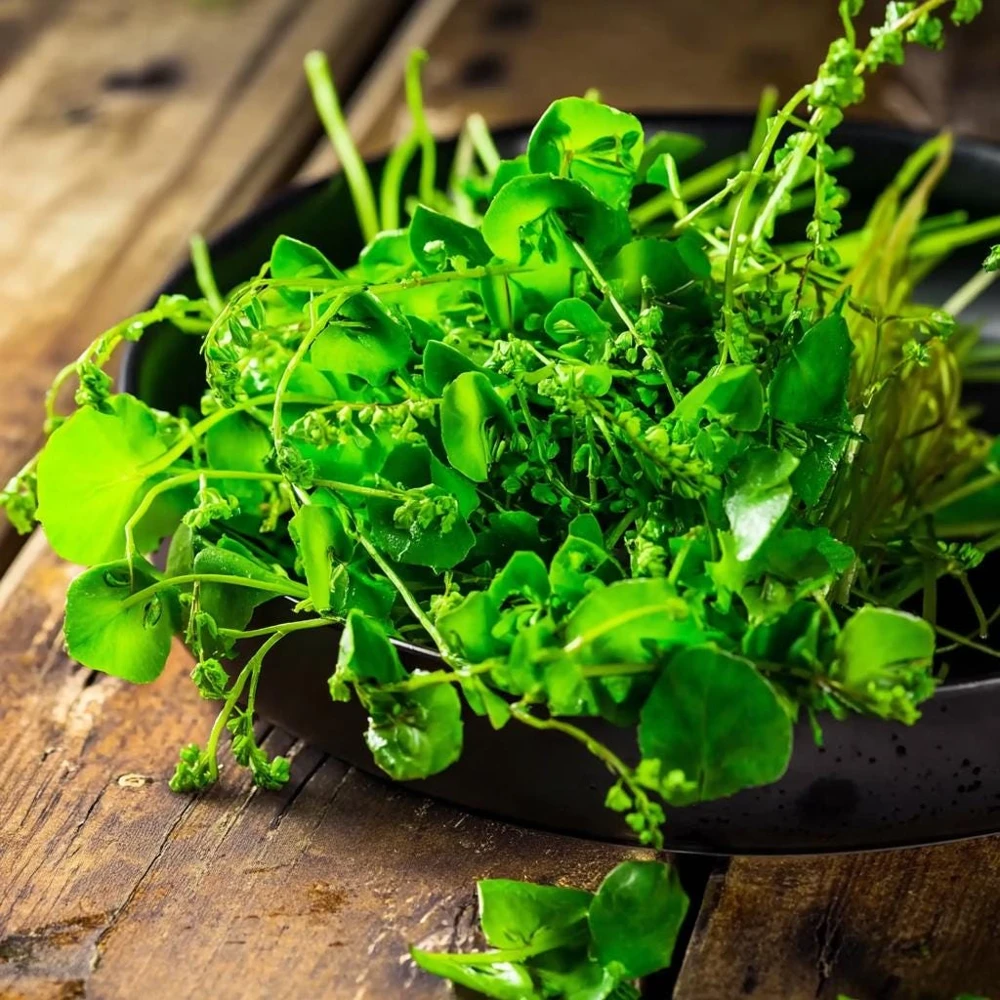 Winter Purslane (Miner's Lettuce) Seeds - 100 Heirloom Cold-Hardy Greens - Image 2