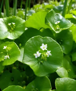 Winter Purslane (Miner's Lettuce) Seeds - 100 Heirloom Cold-Hardy Greens - Image 3