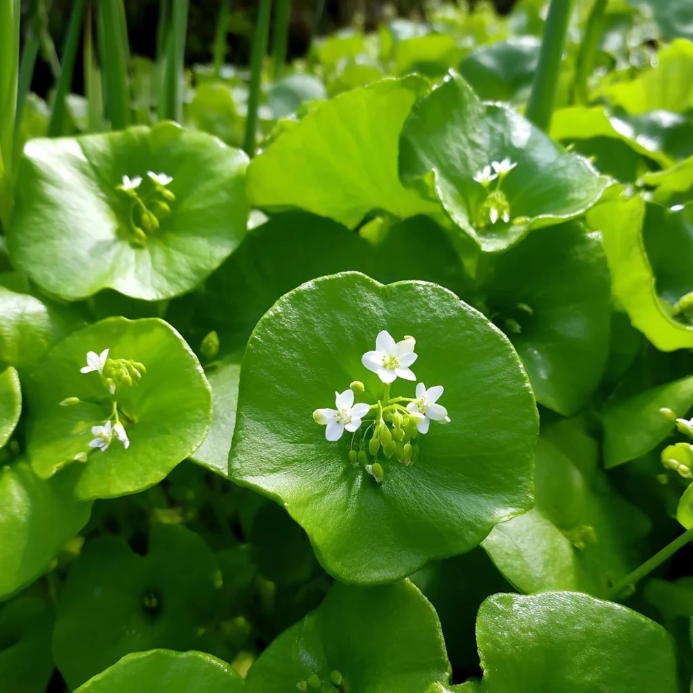Winter Purslane (Miner's Lettuce) Seeds - 100 Heirloom Cold-Hardy Greens - Image 3