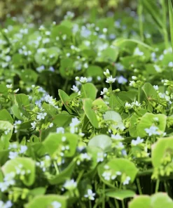 Winter Purslane (Miner's Lettuce) Seeds - 100 Heirloom Cold-Hardy Greens - Image 4