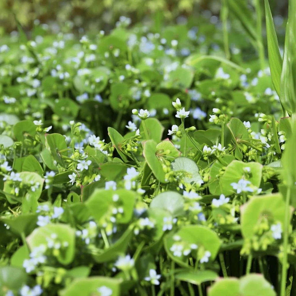 Winter Purslane (Miner's Lettuce) Seeds - 100 Heirloom Cold-Hardy Greens - Image 4