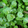 Winter Purslane (Miner's Lettuce) Seeds - 100 Heirloom Cold-Hardy Greens - Image 1
