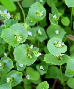 Winter Purslane (Miner's Lettuce) Seeds - 100 Heirloom Cold-Hardy Greens - Image 1