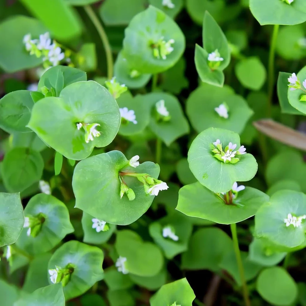 Winter Purslane (Miner's Lettuce) Seeds - 100 Heirloom Cold-Hardy Greens - Image 1