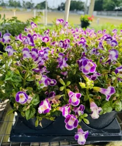 Wishbone Flower Live Plant - Torenia Plant, Outdoor Garden - Image 2