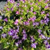 Wishbone Flower Live Plant - Torenia Plant, Outdoor Garden - Image 1