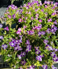 Wishbone Flower Live Plant - Torenia Plant, Outdoor Garden - Image 1