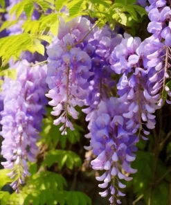 Wisteria Plant Live - Hardy Climbing Shrub, Fragrant Blue to Violet Flowers, 7-14" Tall in 2.5" Pot - Image 2