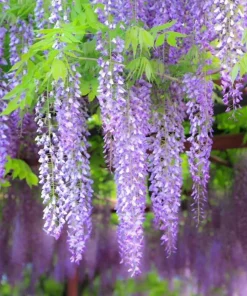 Wisteria Plant Live - Hardy Climbing Shrub, Fragrant Blue to Violet Flowers, 7-14
