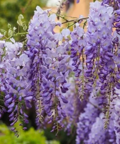 Wisteria Plant Live - Hardy Climbing Shrub, Fragrant Blue to Violet Flowers, 7-14