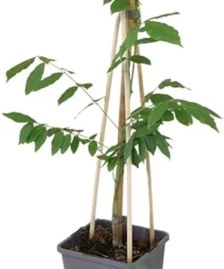 Wisteria Plant Live - Hardy Climbing Shrub, Fragrant Blue to Violet Flowers, 7-14