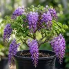 Wisteria Plant Live - Hardy Climbing Shrub, Fragrant Blue to Violet Flowers, 7-14" Tall in 2.5" Pot - Image 1
