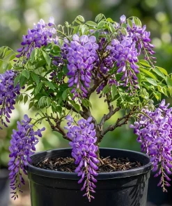 Wisteria Plant Live - Hardy Climbing Shrub, Fragrant Blue to Violet Flowers, 7-14" Tall in 2.5" Pot - Image 1