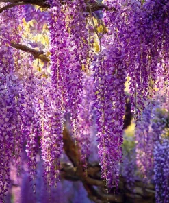 Wisteria Seeds – Fragrant Climbing Vine Seeds 5 Pack – Outdoor Garden Showstopper - Image 2