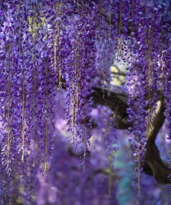Wisteria Seeds – Fragrant Climbing Vine Seeds 5 Pack – Outdoor Garden Showstopper - Image 3