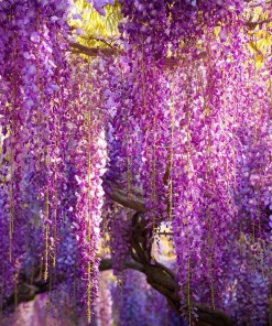Wisteria Seeds – Fragrant Climbing Vine Seeds 5 Pack – Outdoor Garden Showstopper - Image 4