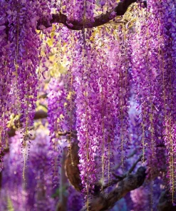 Wisteria Seeds – Fragrant Climbing Vine Seeds 5 Pack – Outdoor Garden Showstopper - Image 6