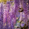 Wisteria Seeds – Fragrant Climbing Vine Seeds 5 Pack – Outdoor Garden Showstopper - Image 1