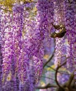 Wisteria Seeds – Fragrant Climbing Vine Seeds 5 Pack – Outdoor Garden Showstopper - Image 1