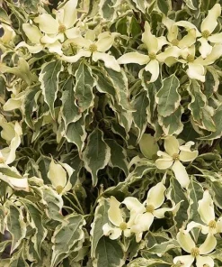 Wolf Eyes Kousa Dogwood Variegated Live Plant 18+ Inches Outdoor Tree - Image 2