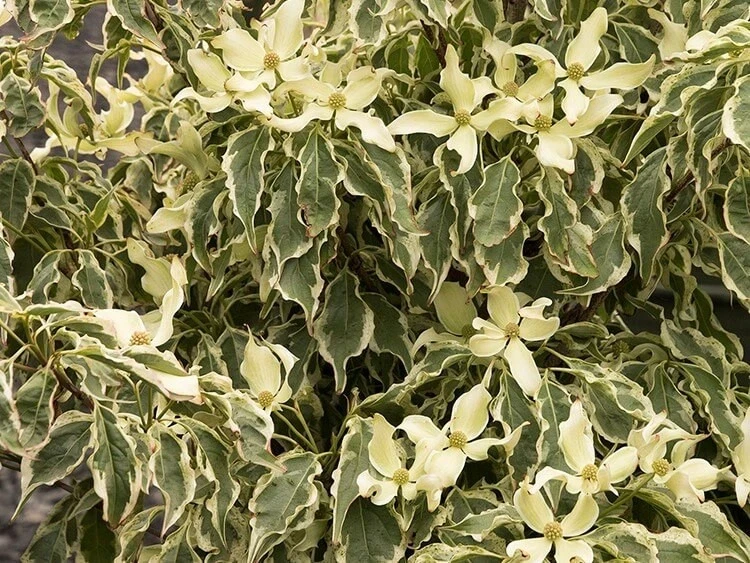 Wolf Eyes Kousa Dogwood Variegated Live Plant 18+ Inches - Outdoor Tree - Image 2