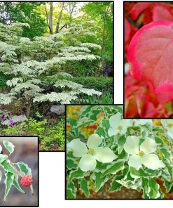 Wolf Eyes Kousa Dogwood Variegated Live Plant 18+ Inches - Outdoor Tree - Image 3