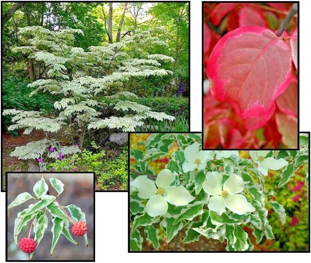 Wolf Eyes Kousa Dogwood Variegated Live Plant 18+ Inches - Outdoor Tree - Image 3