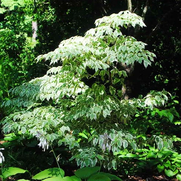 Wolf Eyes Kousa Dogwood Variegated Live Plant 18+ Inches - Outdoor Tree - Image 4