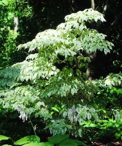 Wolf Eyes Kousa Dogwood Variegated Live Plant 18+ Inches Outdoor Tree - Image 4