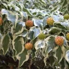 Wolf Eyes Kousa Dogwood Variegated Live Plant 18+ Inches - Outdoor Tree - Image 1