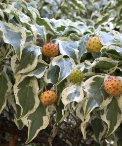 Wolf Eyes Kousa Dogwood Variegated Live Plant 18+ Inches Outdoor Tree - Image 1