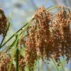 Woolgrass Seeds - Scirpus Cyperinus Wetland Grass (1,000 Seeds) - Image 1