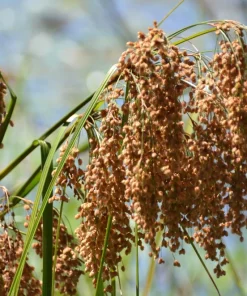 Woolgrass Seeds - Scirpus Cyperinus Wetland Grass (1,000 Seeds) - Image 1