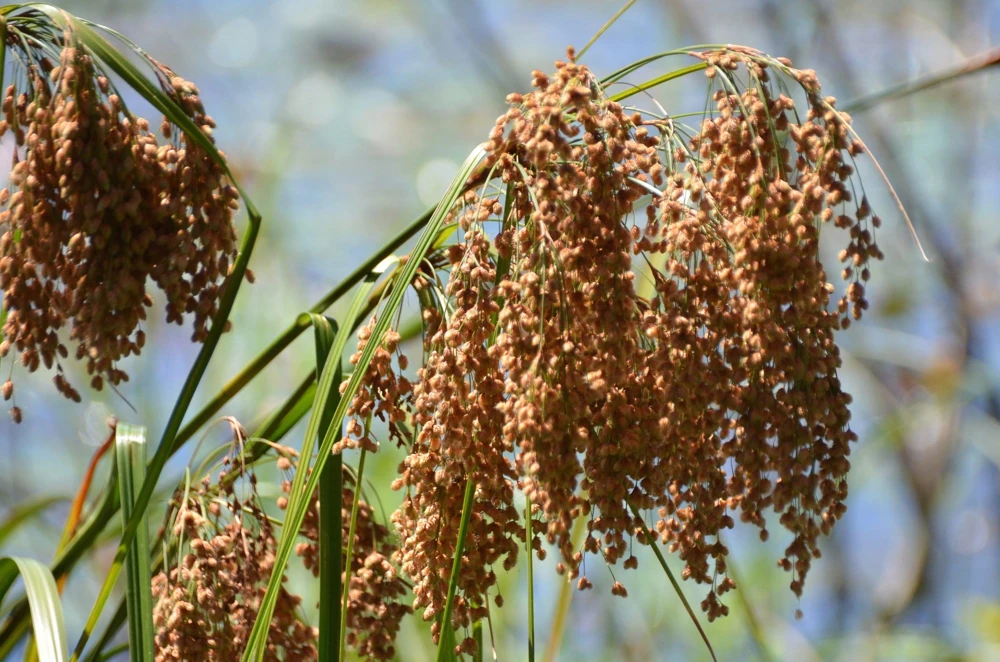 Woolgrass Seeds - Scirpus Cyperinus Wetland Grass (1,000 Seeds) - Image 1