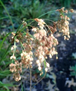 Woolgrass Seeds - Scirpus Cyperinus Wetland Grass (1,000 Seeds) - Image 2