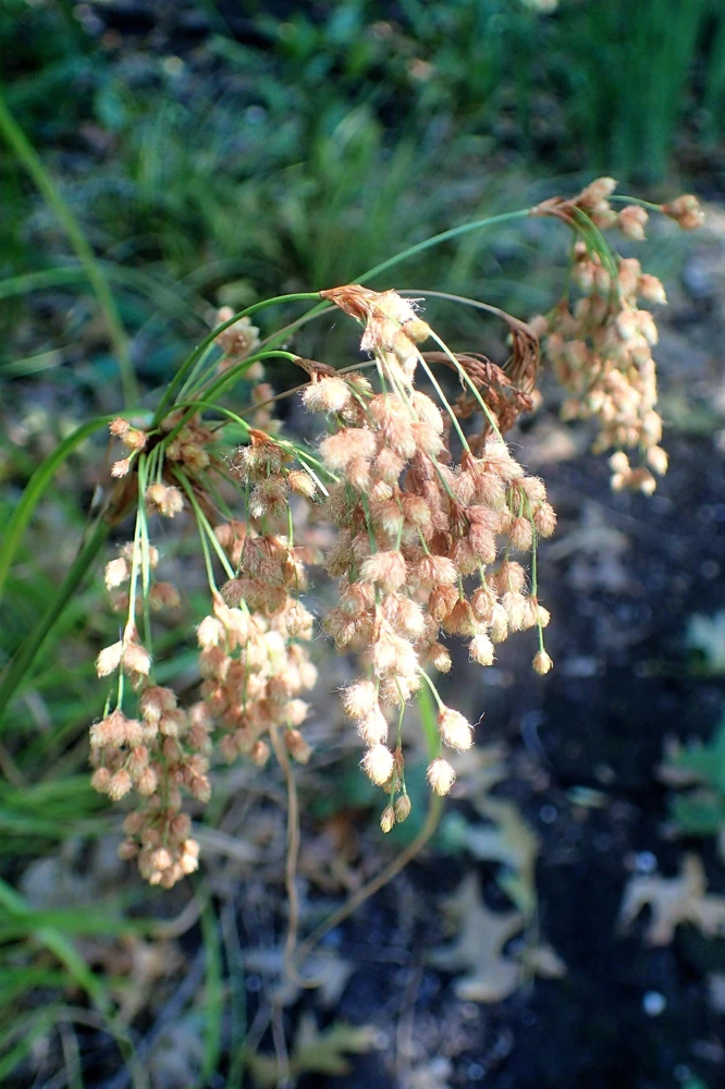 Woolgrass Seeds - Scirpus Cyperinus Wetland Grass (1,000 Seeds) - Image 2