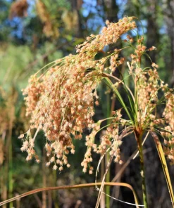 Woolgrass Seeds - Scirpus Cyperinus Wetland Grass (1,000 Seeds) - Image 3