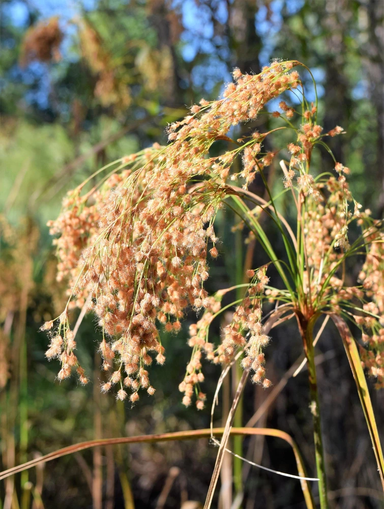 Woolgrass Seeds - Scirpus Cyperinus Wetland Grass (1,000 Seeds) - Image 3