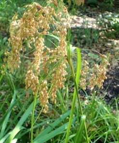 Woolgrass Seeds - Scirpus Cyperinus Wetland Grass (1,000 Seeds) - Image 4