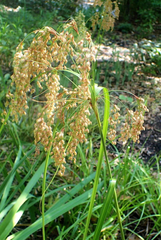 Woolgrass Seeds - Scirpus Cyperinus Wetland Grass (1,000 Seeds) - Image 4