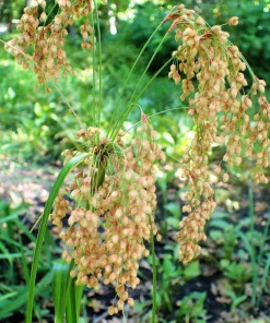 Woolgrass Seeds - Scirpus Cyperinus Wetland Grass (1,000 Seeds) - Image 5