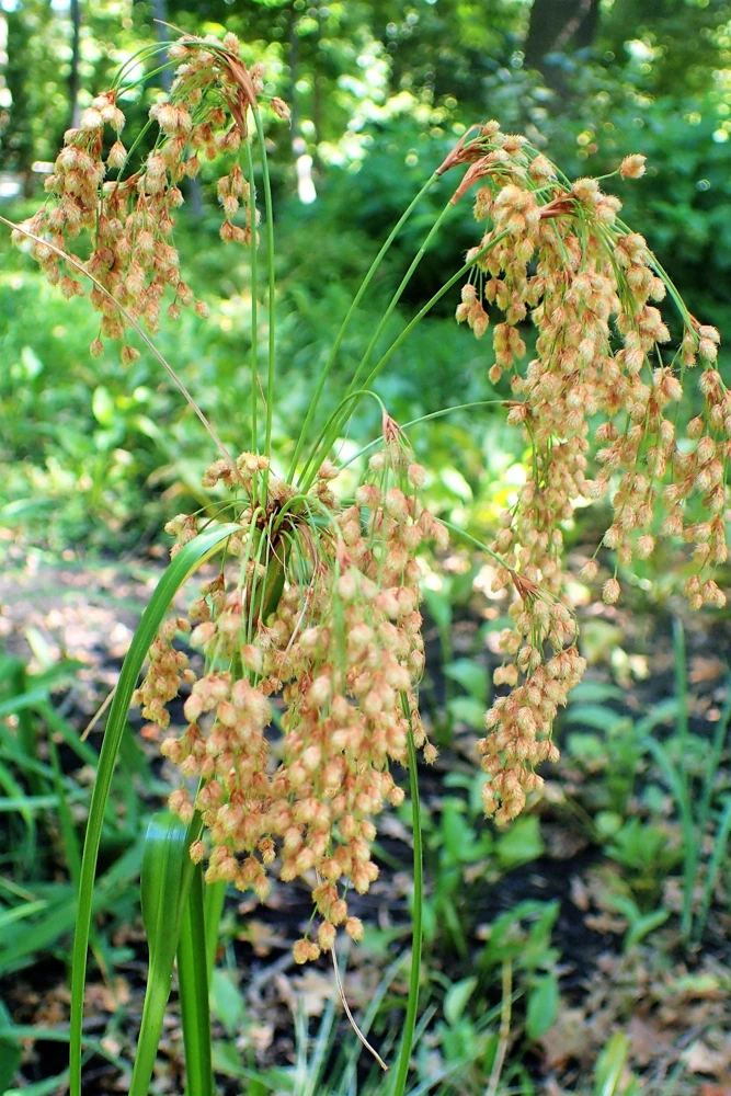 Woolgrass Seeds - Scirpus Cyperinus Wetland Grass (1,000 Seeds) - Image 5