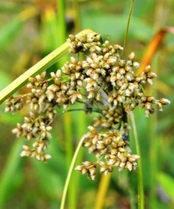 Woolgrass Seeds - Scirpus Cyperinus Wetland Grass (1,000 Seeds) - Image 6